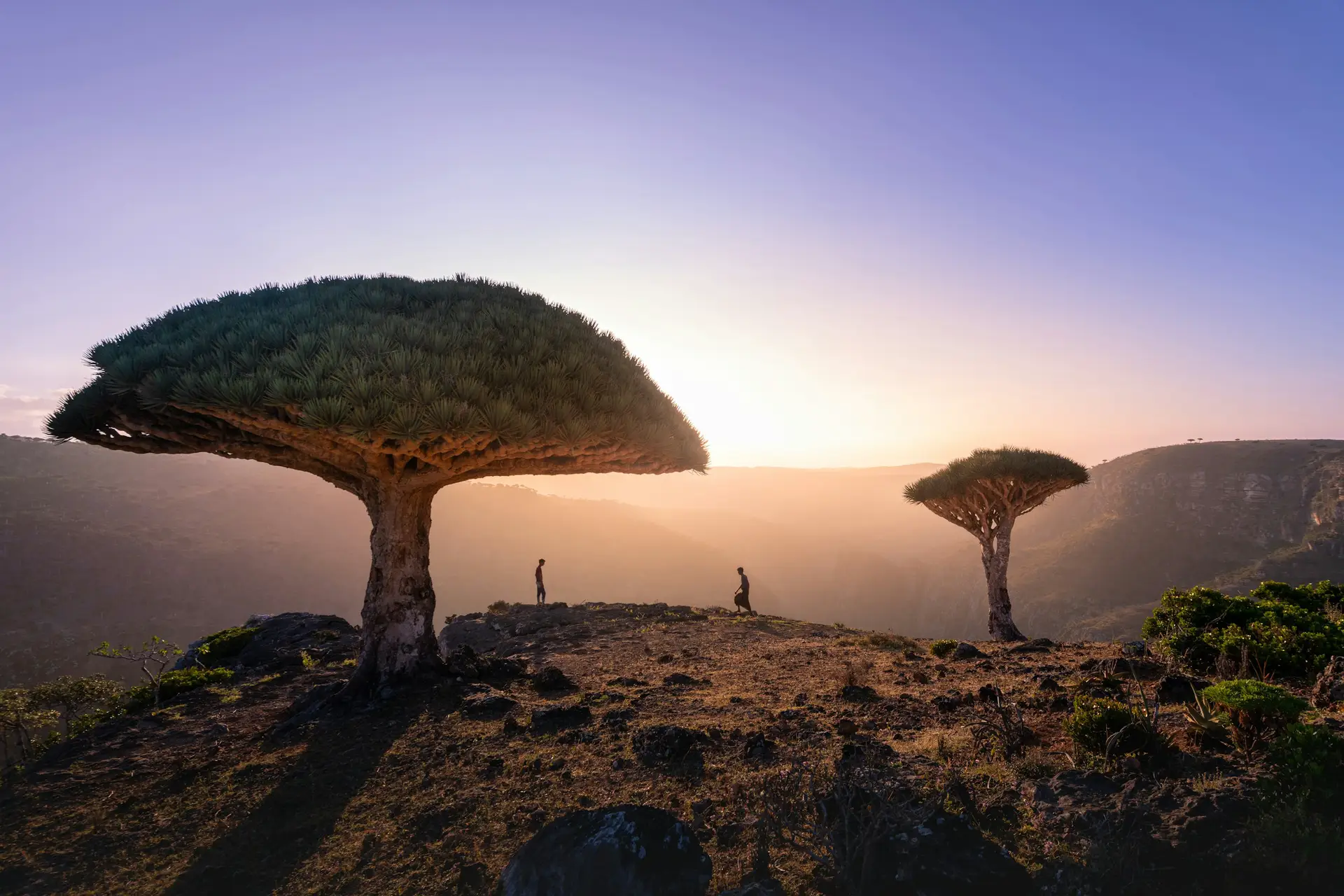 Socotra: Earth's Most Alien Island