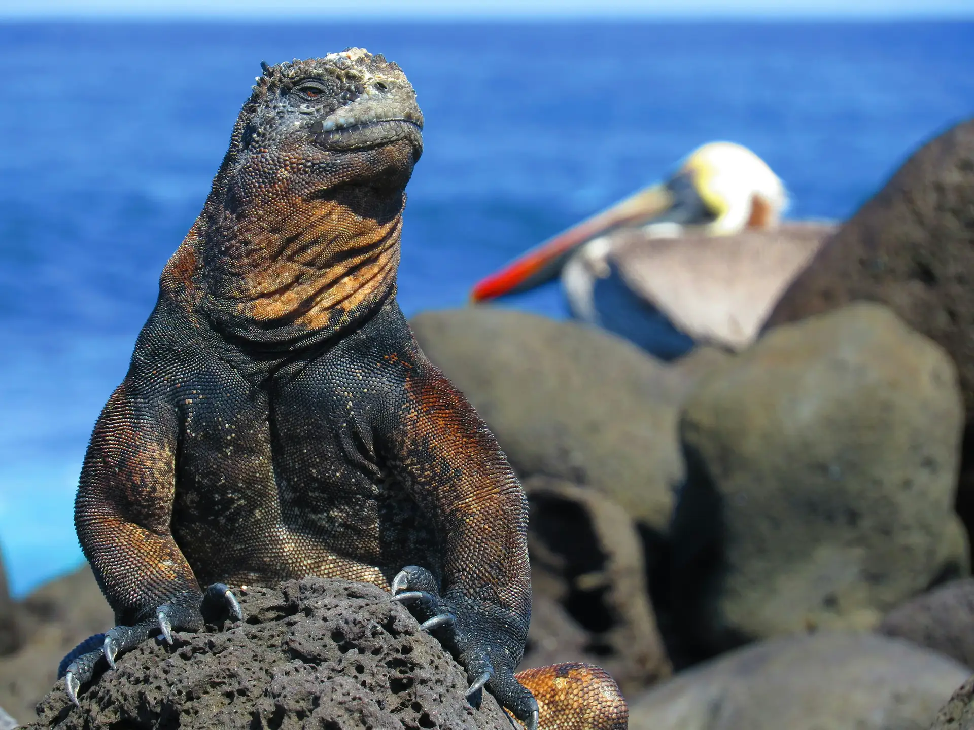 Galápagos: Currents Decide Wildlife