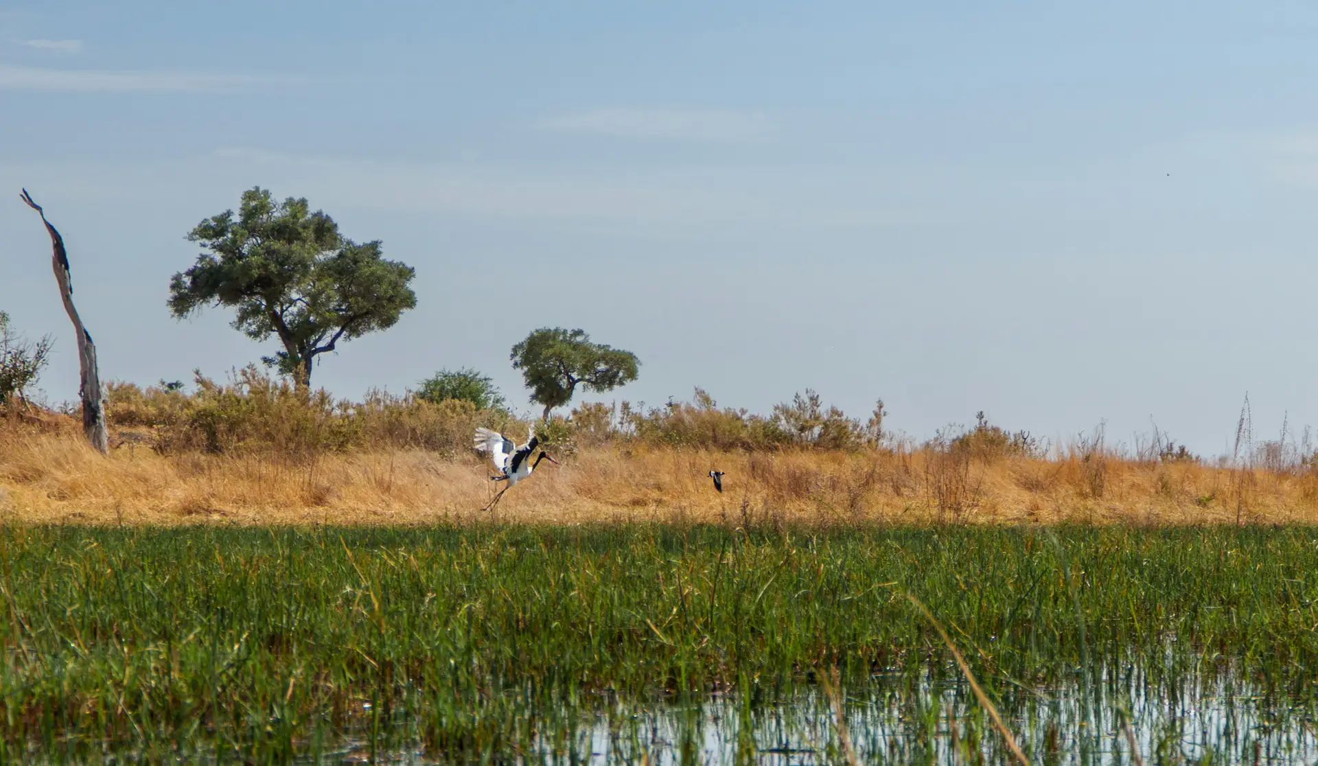 Danube Delta Autumn Birds
